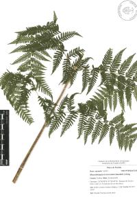 Macrothelypteris torresiana image
